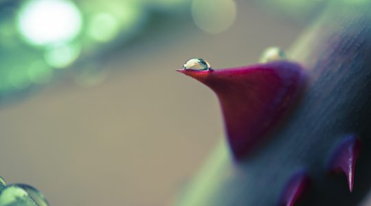 Every Rose Has Its Thorn