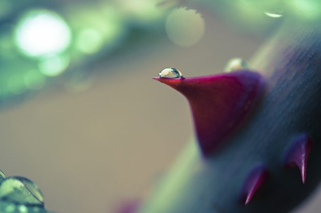 Every Rose Has Its Thorn