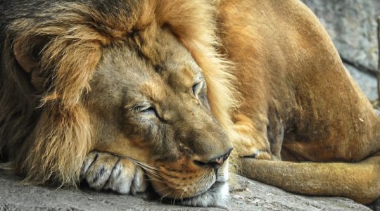 The lion sleeps tonight