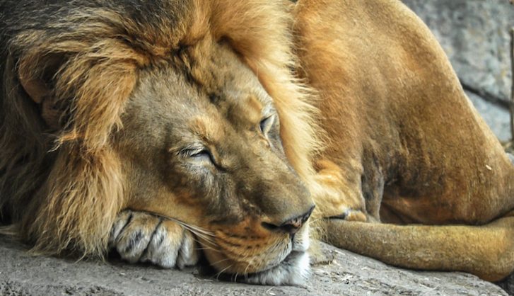 The lion sleeps tonight