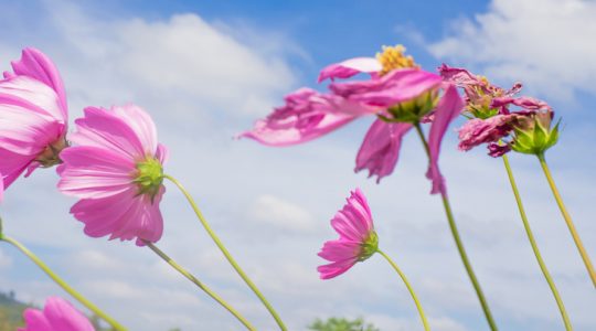 Fading like a flower