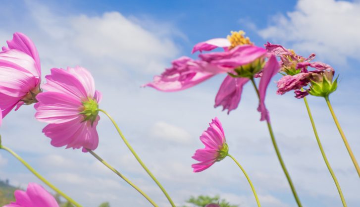 Fading like a flower