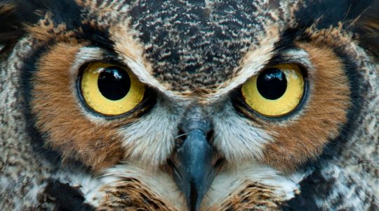 Gli Occhi Freddi Della Paura