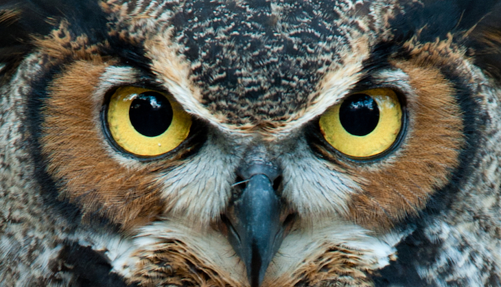 Gli Occhi Freddi Della Paura