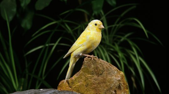 Canary in a coalmine