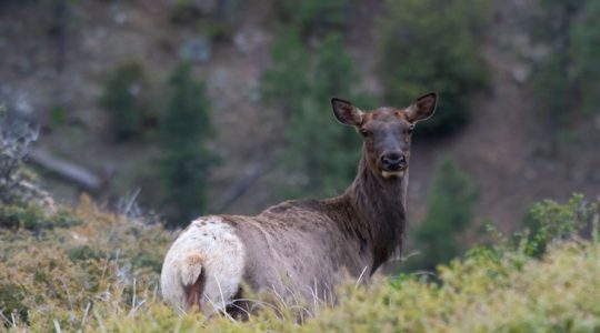 Más que wapitís y canguros