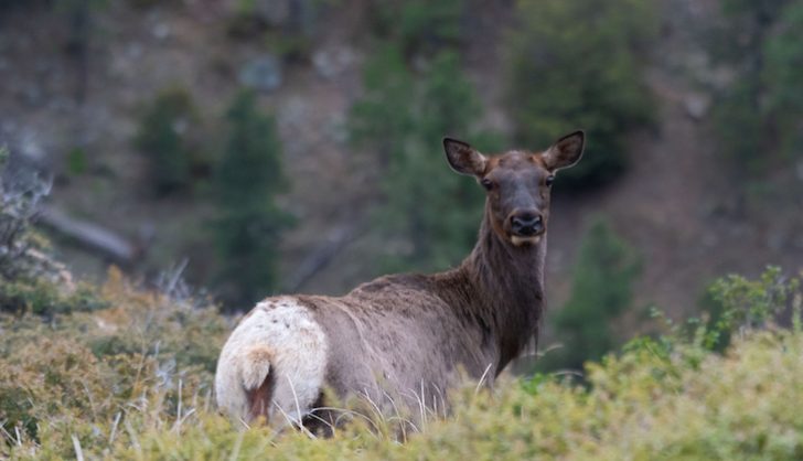 Más que wapitís y canguros