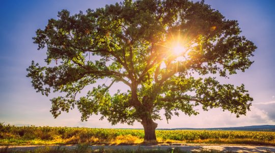 Árbol de la esperanza, mantente firme