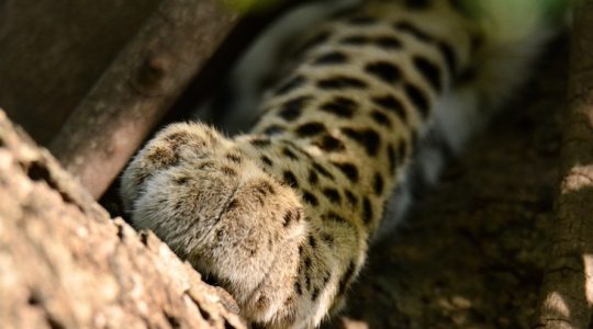 La garra del leopardo