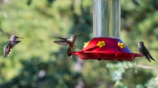 Aller guten Dinge sind drei