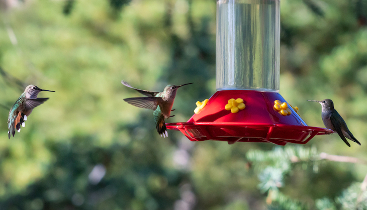 Aller guten Dinge sind drei