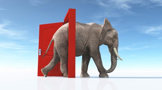 Un elefante entra en escena