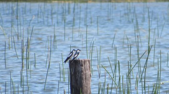 Una (o dos) golondrina(s) no hace(n) el verano*