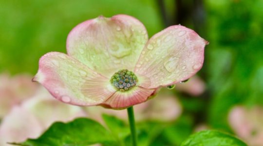 …. April showers….do Spring May flowers? [1]